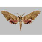 ADHEMARIUS DARIENSIS